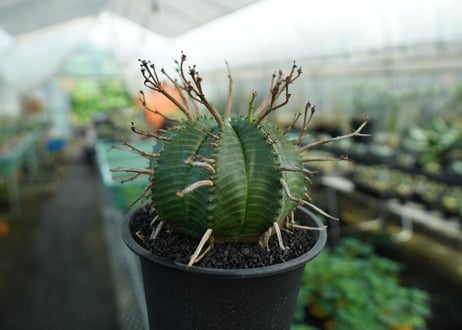 ユーフォルビア　スーパーバリダ　Euphorbia super valida  No.3