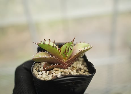 mana's farm:塊根植物・アガベ・ドライガーデン植物販売|マナズファーム