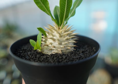パキポディウム　恵比寿大黒　Pachypodium Densicaule　No.7