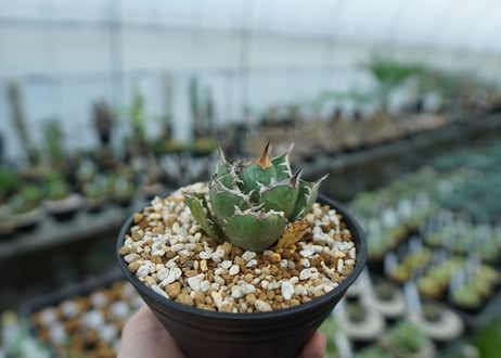 アガベ　チタノタ　FO-76　agave titanota  FO-76　No.26