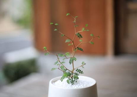 ソフォラ　ミクロフィラ 　 Sophora microphylla