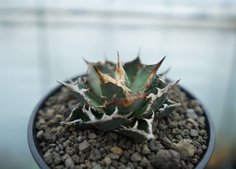 アガベ　チタノタ　FO-76  Agave titanota FO-76　No.2