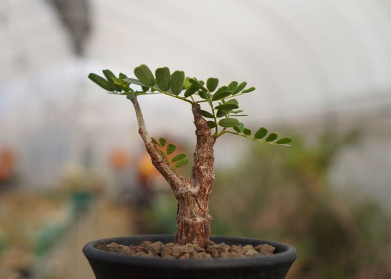 センナ メリディオナリス | mana's farm:塊根植物・アガベ・ドライ