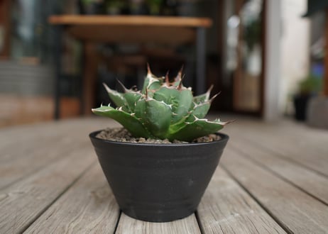 アガベ　チタノタ　FO-76　Agave titanota ”FO-76"