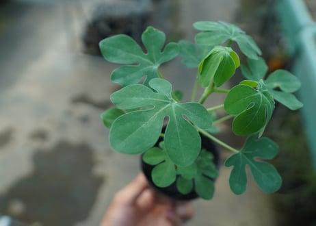 アデニア　グラウカ　Adenia glauca  No.9