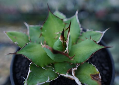 アガベ　チタノタ　Agave titanota　No.4