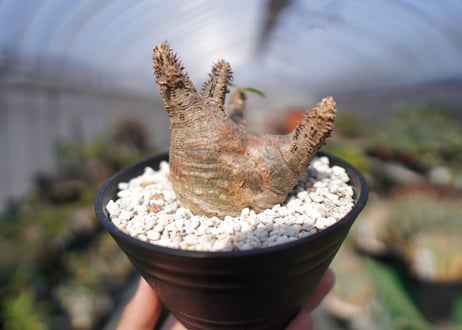 パキポディウム マカイエンセ　Pachypodium makayense　No.2