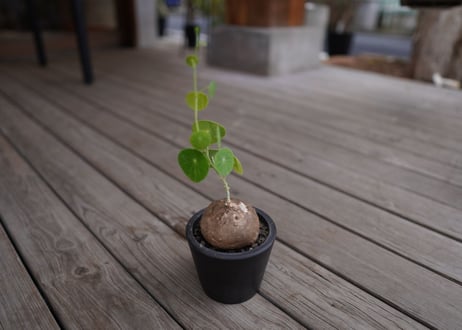 ステファニア　エレクタ　Stephania erecta