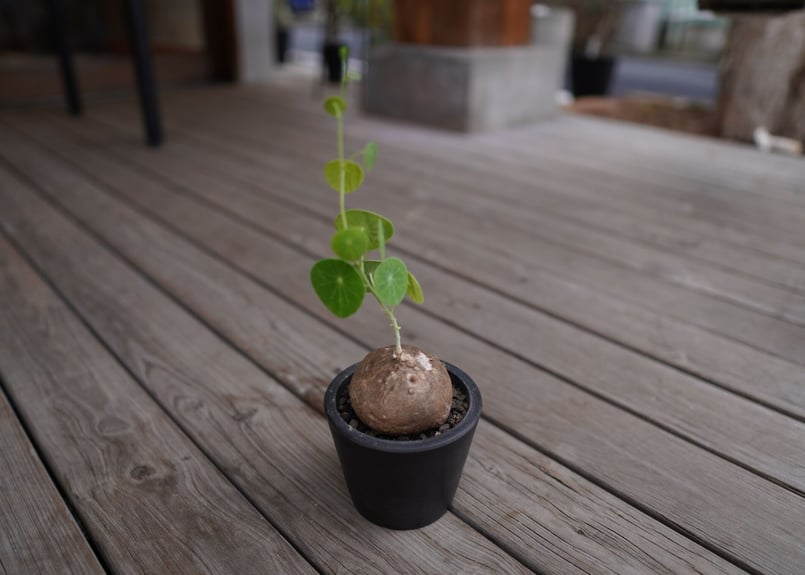 ステファニアエレクタ　植木鉢のまま ステファニア エレクタ〛Stephania Erecta 直径 3.5-5cm | riifushop