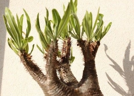 Pachypodium Gracilius パキポディウム  グラキリス  №9