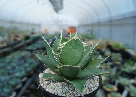 アガベ　チタノタ　FO-76　agave titanota  FO-76　A3