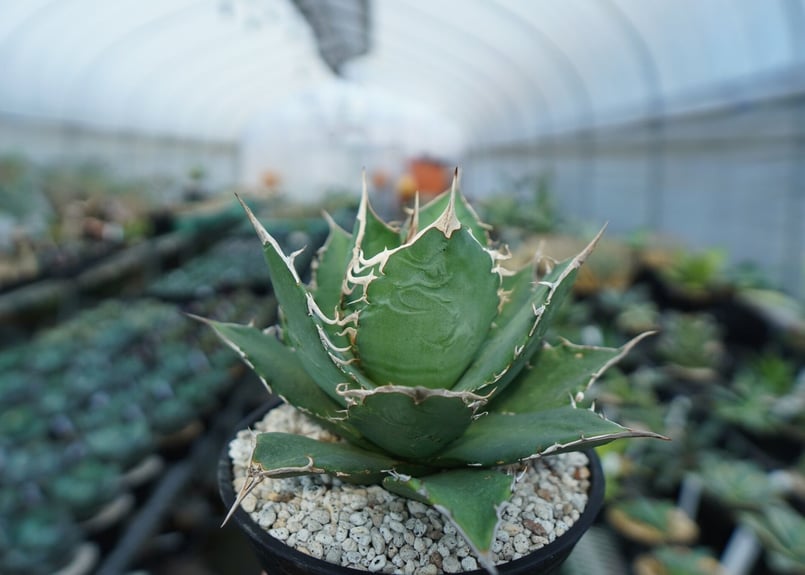 アガベ チタノタ FO-76 agave titanota FO-76 A3 | mana'