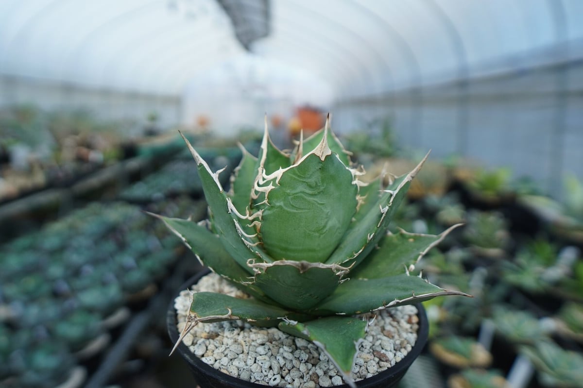 アガベ チタノタ FO-76 agave titanota FO-76 A3 | mana' アガベ チタノタ FO-76 agave titanota FO-76 A3 | mana'