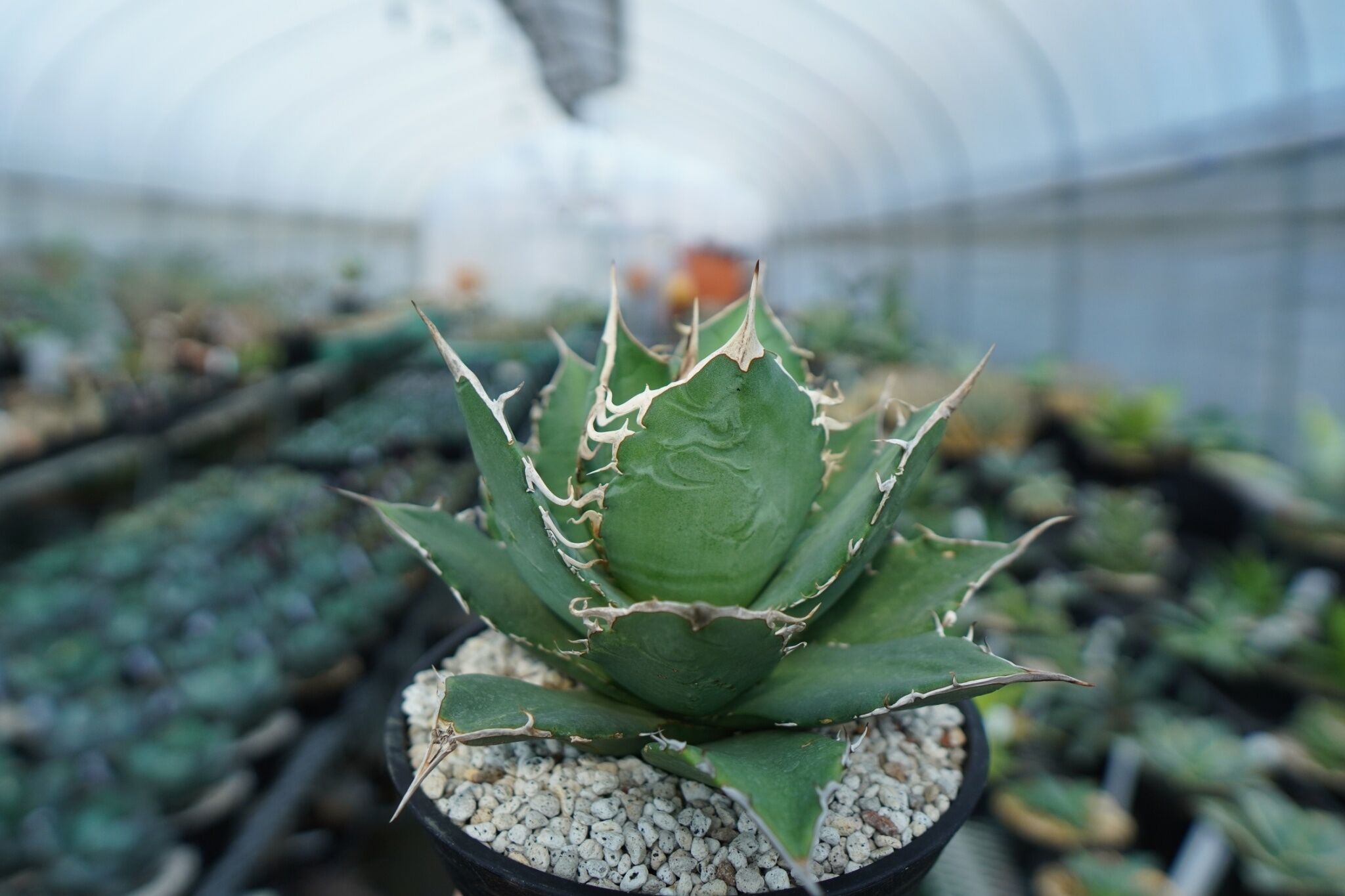 AGAVE TITANOTA FO-76 実生株 original