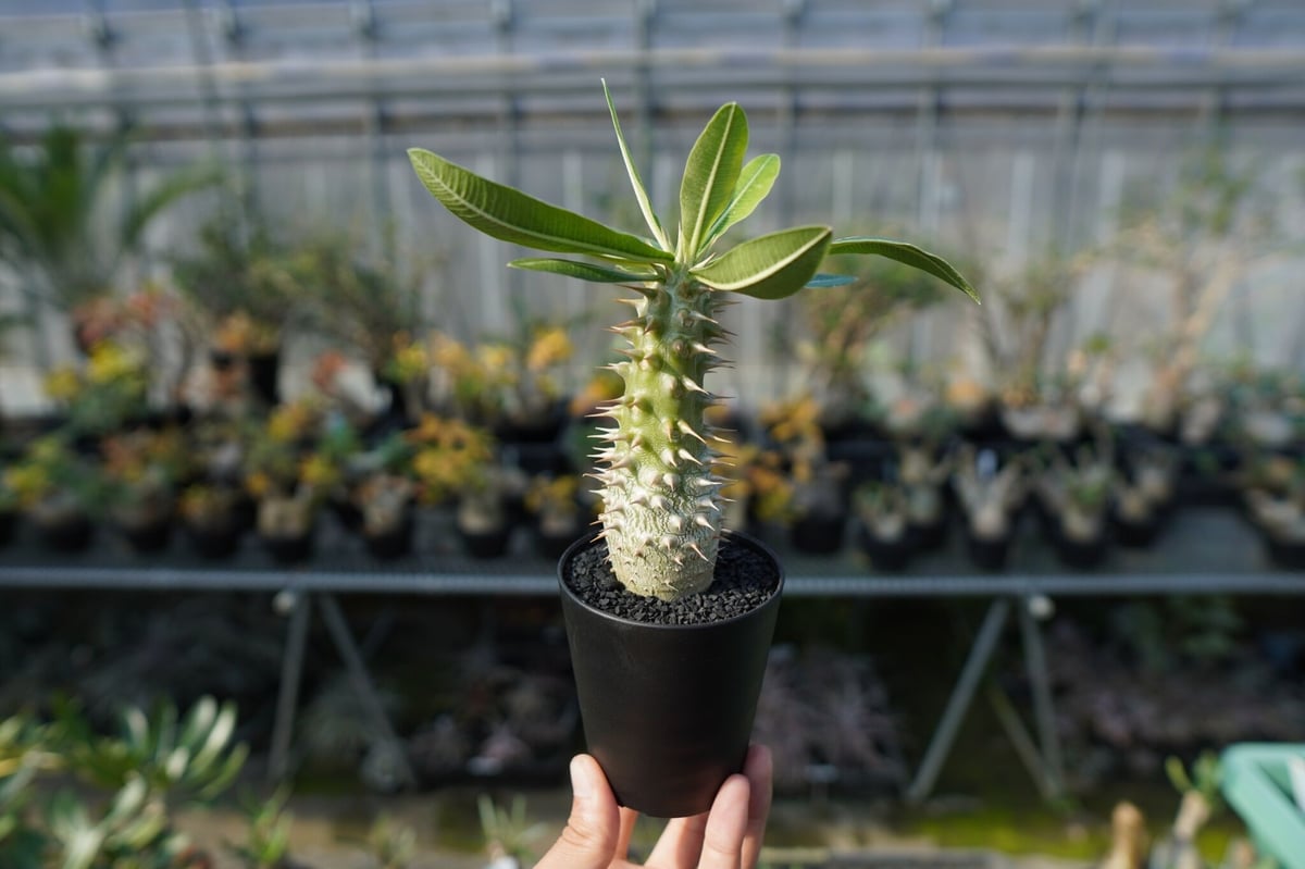 Pachypodium horombense パキポディウム　ホロンベ パキポディウム ホロンベンセ Pachypodium horombense | mana's