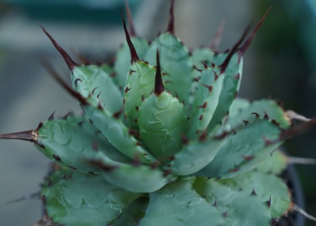 アガベ　マクロアカンサ×ポタトラム　 Agave macroacantha×potatorum