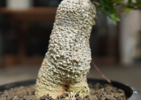 フォッケア　エデュリス　火星人　Fockea edulis