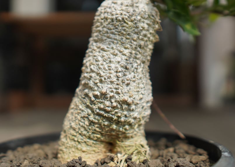 フォッケア エデュリス 火星人 Fockea edulis | mana's farm:塊根植