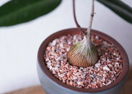 Petopentia natalensis