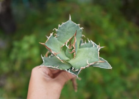 Agave titanota 白鯨 B NO.10