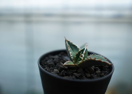 アガベ　チタノタ　狼人　agave titanota "狼人"　No.1