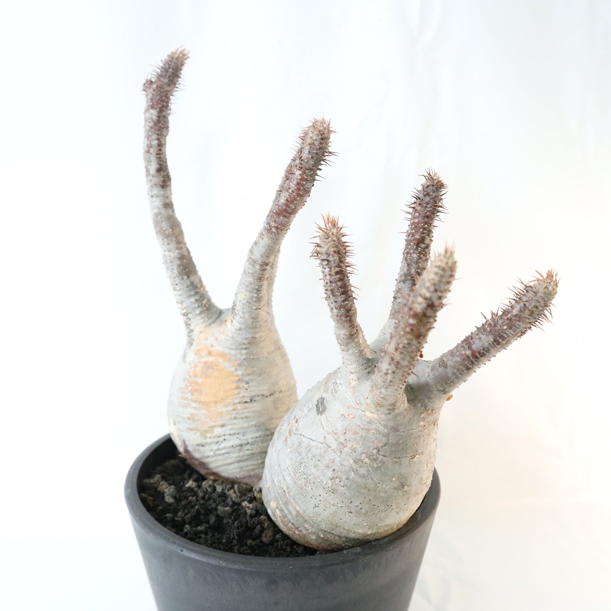 パキポディウム グラキリス 双頭株 №3 | mana's farm:塊根植物