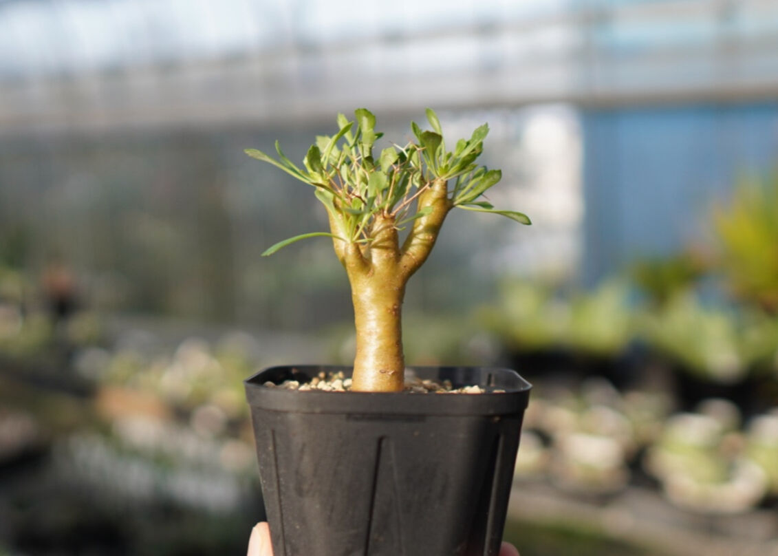 スタッフ一押し】オトンナ ユーフォルビオイデス 【2】 | mana's farm