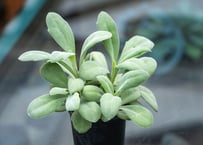 ダシリリオン ウィーレリー | mana's farm:塊根植物・アガベ・ドライ