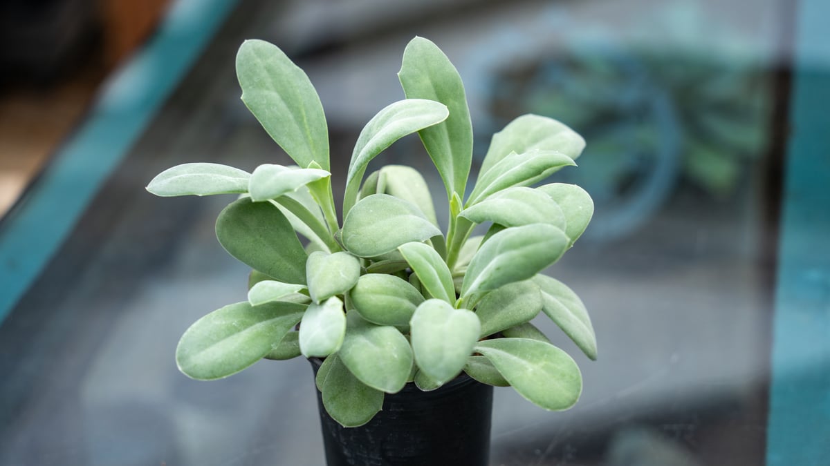 セネシオ フルゲンス | mana's farm:塊根植物・アガベ・ドライガーデン