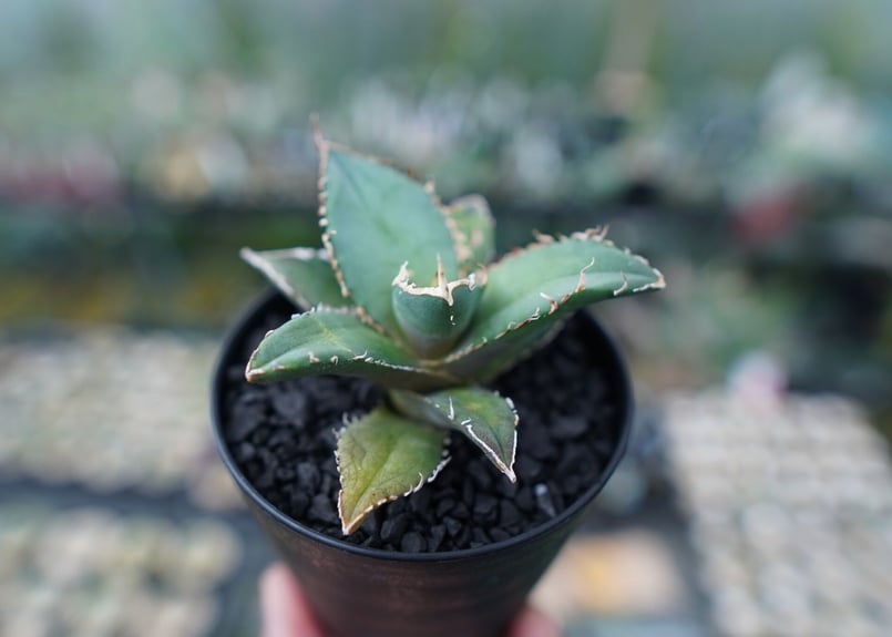 アガベシリーズ・アガベ属・チタノタモンストローサinわけけのお店 アガベシリーズ・アガベ属・チタノタモンストローサinわけけのお