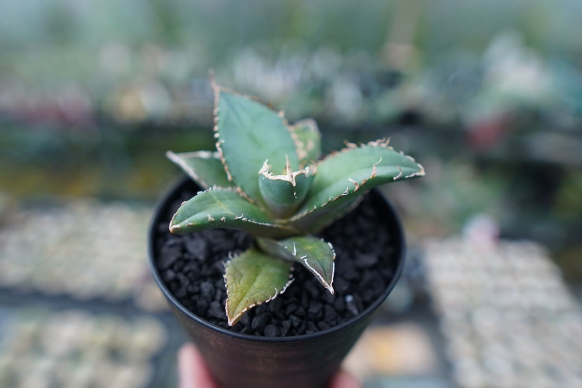 【Nori】アガベ 萎えるぜ】 #アガベチタノタfo076 @obliquan5 3Dプリント鉢