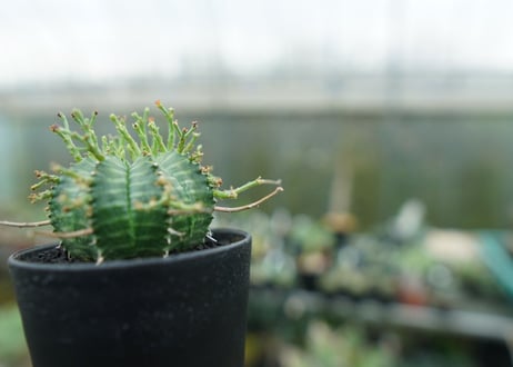 ユーフォルビア　バリダ　Euphorbia valida　No.3