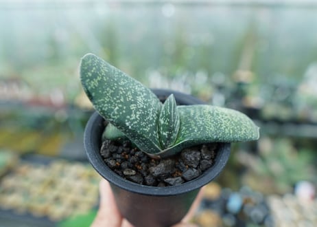 ガステリア　エクセルサ　Gasteria excelsa