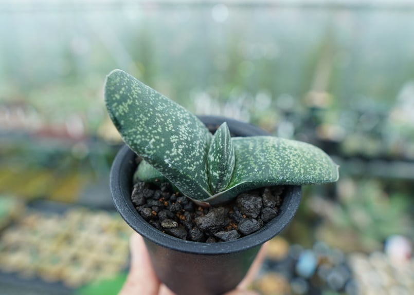 ガステリア エクセルサ Gasteria excelsa | mana's farm:塊根植物