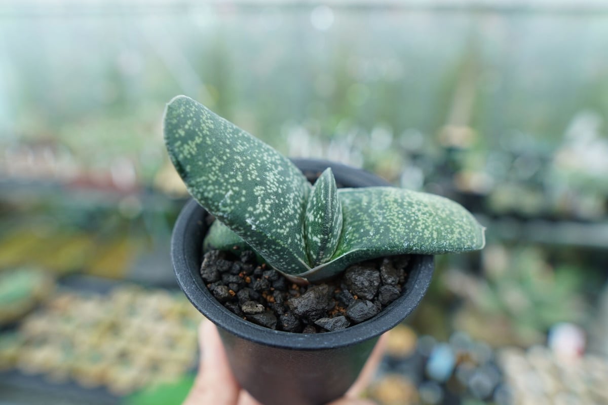 ガステリア エクセルサ Gasteria excelsa | mana's farm:塊根植物