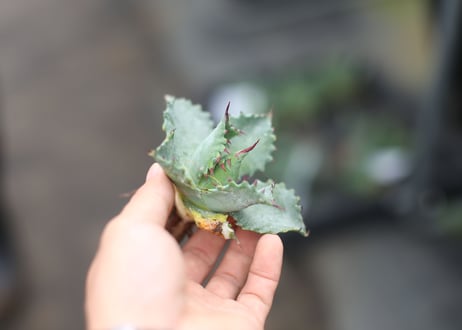 Agave parrasana x isthmensis
