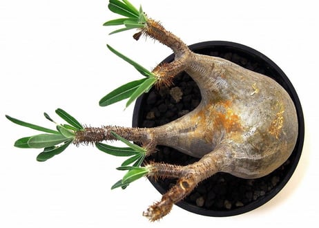 Pachypodium Gracilius パキポディウム  グラキリス  №4 new