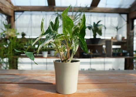 シンゴニウム　フレンチマーブル　Syngonium podophyllum 'French Marble'