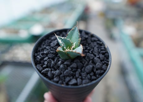 アガベ　チタノタ　FO-76　Agave titanota  FO-76　No.5