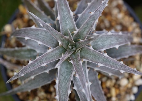 Dyckia Classic One