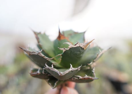 agave titanota  FO-76　No.5