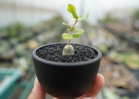 フォッケア　エデュリス　”火星人”　Fockea edulis  No.1