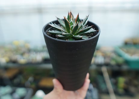 アガベ　フィリフェラ　シディゲラ　agave filifera ssp. schidigera