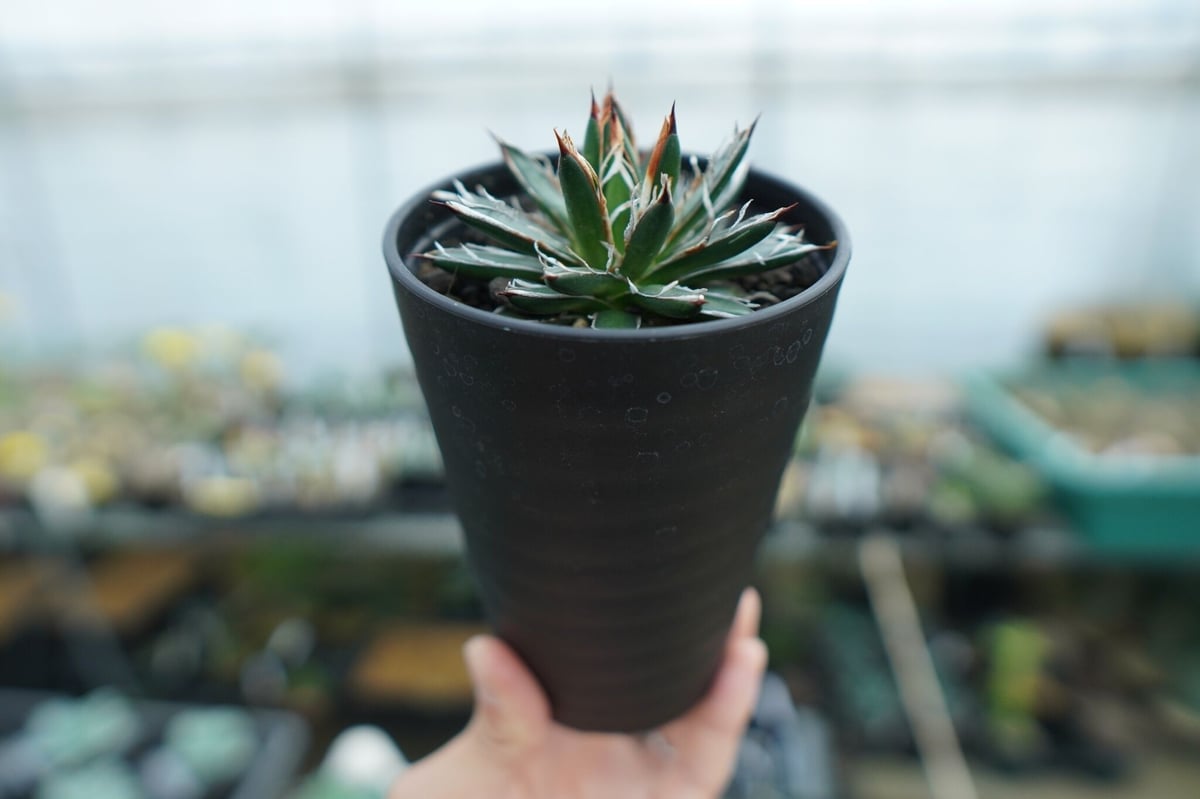 アガベ フィリフェラ シディゲラ agave filifera ssp. schidigera
