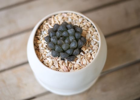 ハオルチア　オブツーサ　Haworthia obtusa