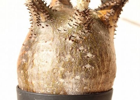 Pachypodium Gracilius パキポディウム  グラキリス  №10