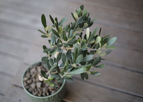オリーブ　olive