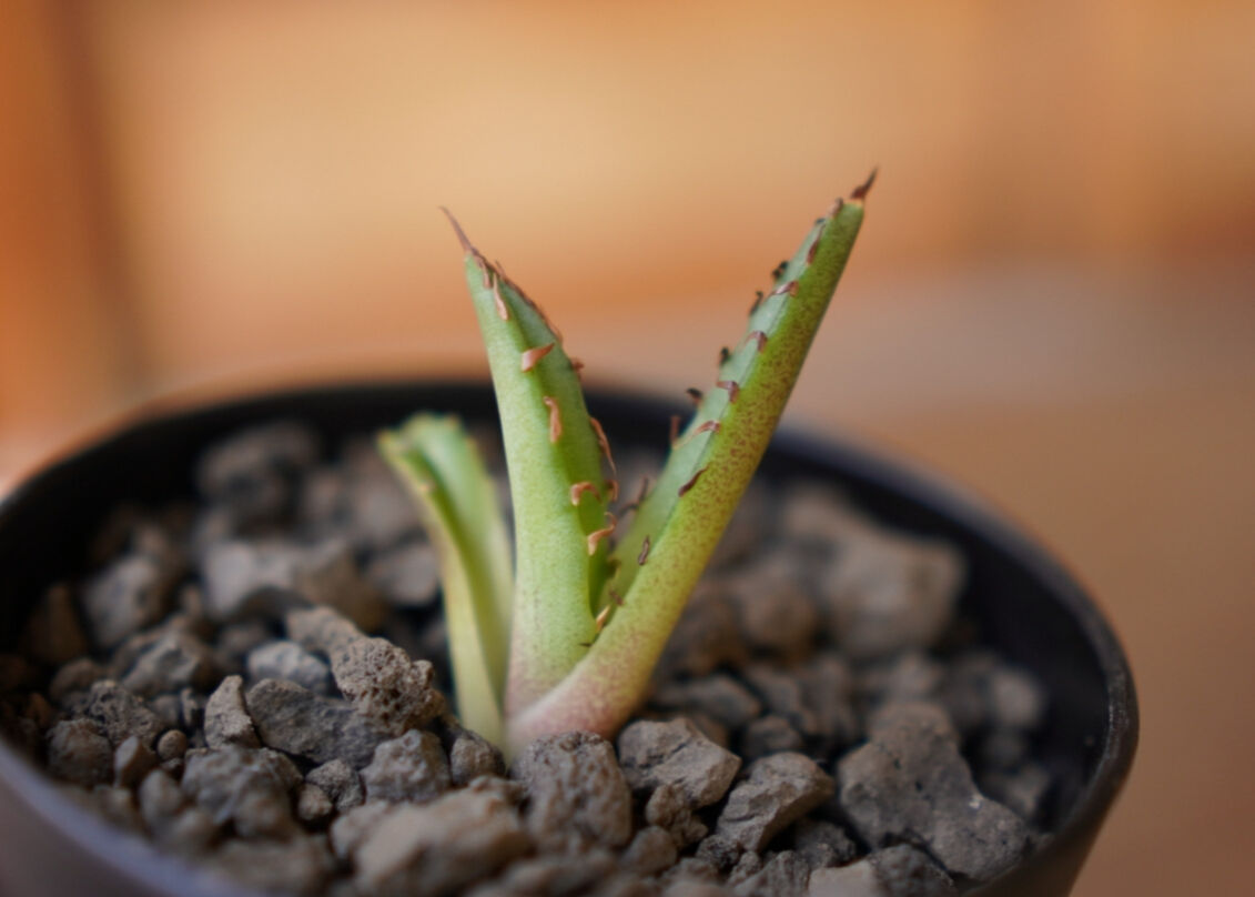Agave titanota dwarf 姫厳龍 子株 | mana's farm:塊根植物・