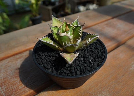 アガベ　チタノタ　レッドキャットウィーズル　Agave titanota Red catweezle　No.2