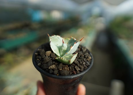 アガベ　兜蟹錦　Agave isthmensis “Kabutogani” variegata  No.3